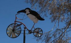 Casa Ciclista Pingüi