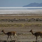 Lamas am Salar de Uyuni