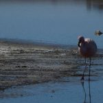 Salar de Uyuni Flamingos