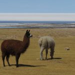 Lamas am Salar de Uyuni