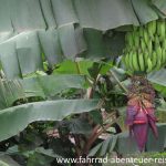 Bananenstaude in Ecuador