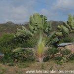 Botanik in Ecuador