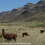 Llamas in Peru