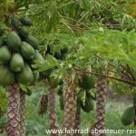 Papaya Plantage