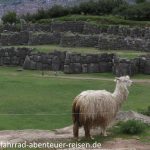 Saqsaywaman Inka Ruinen