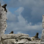 Leguane in Tulum