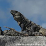 Leguane in Tulum