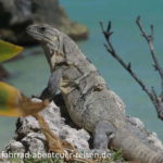 Leguane in Tulum