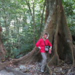 Baum mit Blattwurzeln in Mexiko