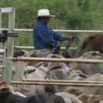 Cowboy in Mexiko