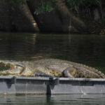 Krokodil im Parque Tomás Garrido Canabal