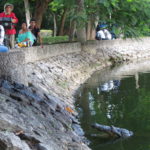 Krokodil im Parque Tomás Garrido Canabal