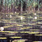 Mecklenburgische Seenplatte - Kanuwandertouren